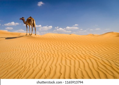 terrestrial habitat desert