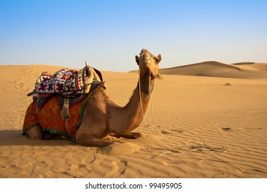 Camel On The Thar Desert In India