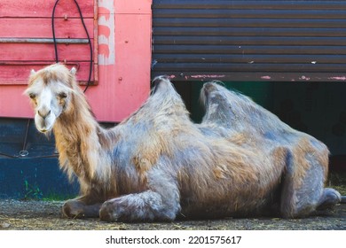 Camel On Vacation. Bactrian Camel Lies On The Ground. Animals In Captivity. Zoo With Wild Animals.