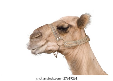 The Camel On White Background