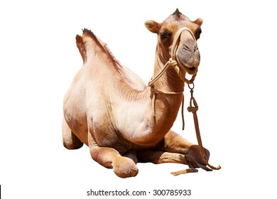 Camel On A White Background