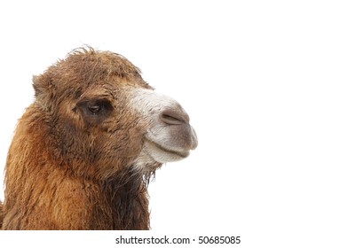 The Camel On A White Background.