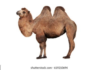 camel on a white background