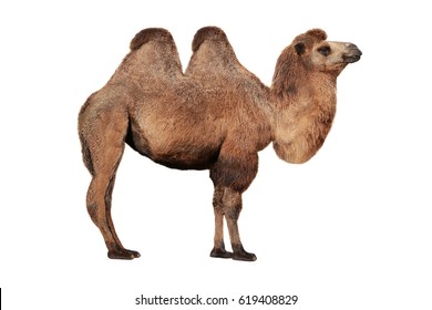Camel On A White Background