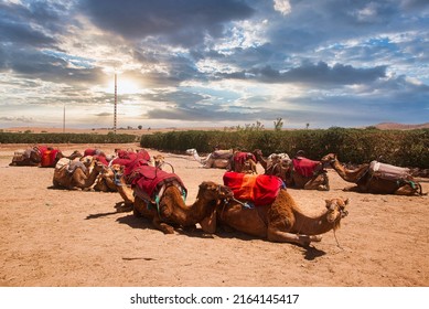 Camel Parks In Marrakech, Morocco