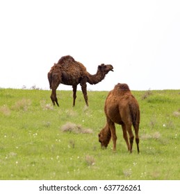 Camel in the pasture in the spring