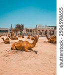 The Camel Pen in Doha, Qatar, is a bustling hub located near the Falcon Souq in Souq Waqif. This vibrant area is a popular spot to see these majestic creatures, which are often tethered and available 