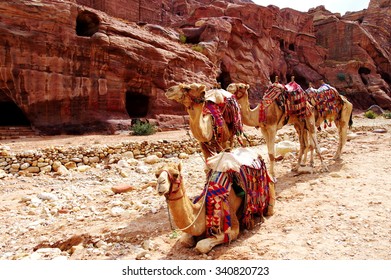 Camel Of Petra