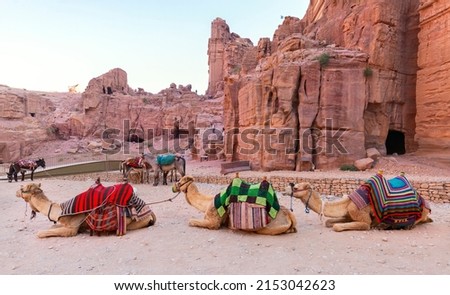 Camel in Petra, Jordan. Big animals red stone rock. Treasury Al-Khazneh, stone rock historic sight in Petra. Camel travel Jordan, Arabia holiday. Stone rock red landscape archaeological site