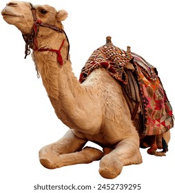 Camel in png can be used for design 