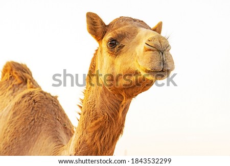 Camel Portrait From Al Dhafra Camel Festival Liwa Abu dhabi United Arab Emirates 