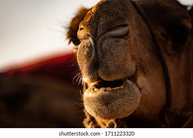 Camel Portrait In Essaouira, Morrocco