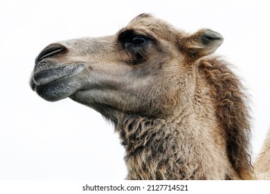 Camel Portrait Festival Stock Photo  