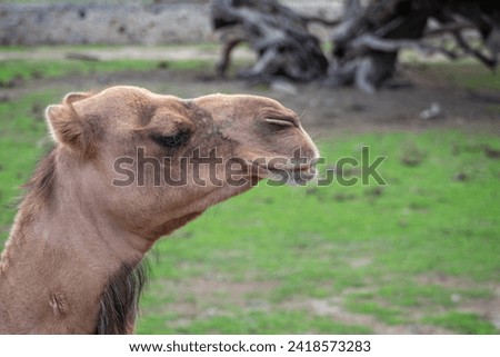 camel portrait in the field on a sunny day