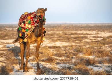 Retrato de camello en la isla de Nurana en Bahréin