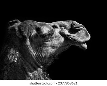 Camel portrait photo in black and white format with grainy