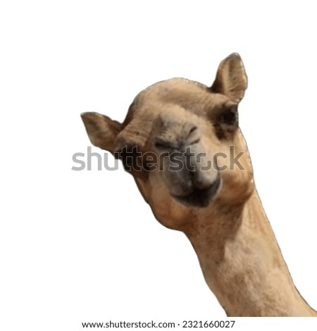 A Camel Posing on White Background
