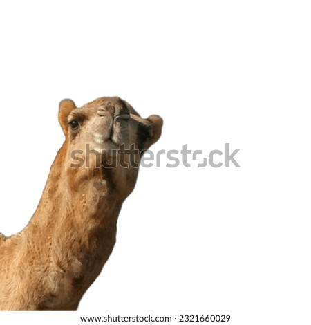A Camel Posing on White Background