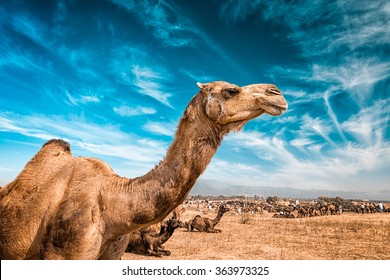 Camel at Pushkar Mela  - famous annual camel and livestock fair, held in the town of Pushkar, Rajasthan, India