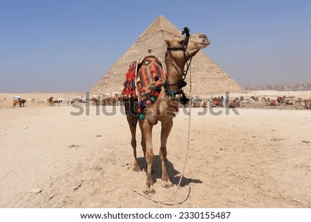 camel with pyramid - the great pyramids of Giza - UNESCO