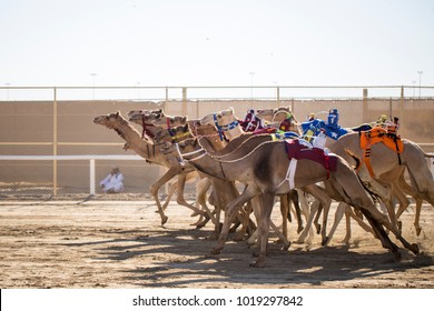 Camel race in qatar desert