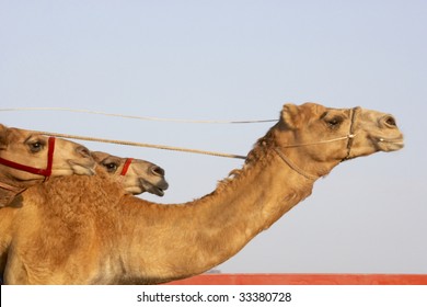 Camel Racing In Dubai