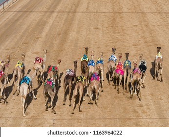 Camel Racing In Track