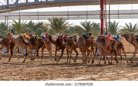 Camel Racing In Track