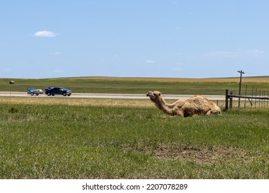 camel resting on a grass near hiway road 