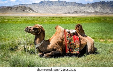 Camel resting on green grass in Mongolia. Cute camel resting