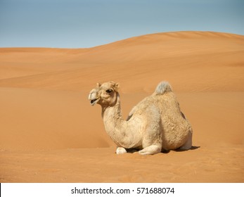 camel resting on sand dunes