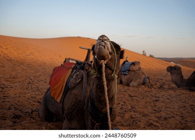Camel rests in the Merzouga desert, snout in focus as it gazes at the viewer, with a soft dune and fellow camels in the background during late afternoon.