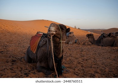 Camel rests in the Merzouga desert, snout in focus as it gazes at the viewer, with a soft dune and fellow camels in the background during late afternoon.