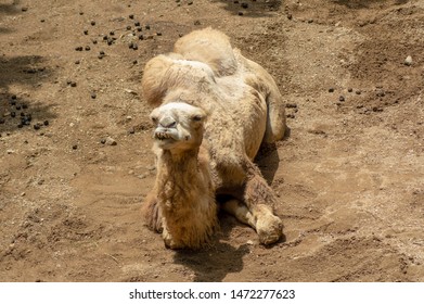 54 Bacteria camel zoo Images, Stock Photos & Vectors | Shutterstock