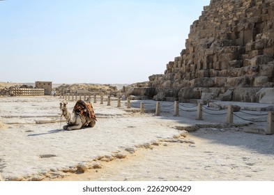 a camel rests under the great pyramid of giza. Egypt