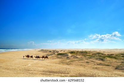 Camel Ride At Sandy Beach Of Port Stephen Australia