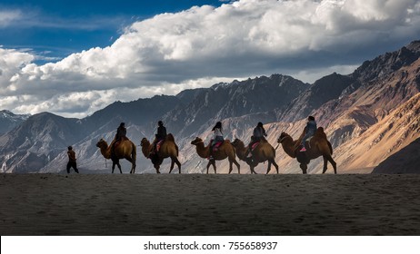 Camel Rides At Nubra Valley