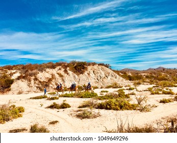 Camel Riding At Los Cabos, Baja California Sur, Mexico. Desert Beach 