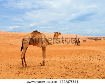 A camel for riding tour in a desert.