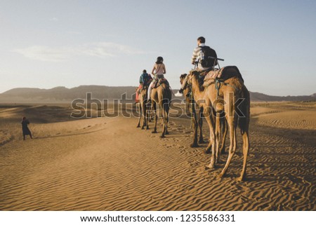 Camel riding in Zagora desert in Morocco. Camels are walkin in hot desert. View of the desert with mountain and clear sky. Tourists riding camels in desert. MOROCCO