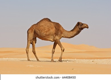 A Camel In The Rub Al Khali Or Empty Quarter. Straddling Oman, Saudi Arabia, The UAE And Yemen, This Is The Largest Sand Desert In The World.