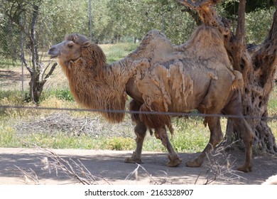 Camel Scientific Name Camelus Bactrianus Mammal Stock Photo 2163328907