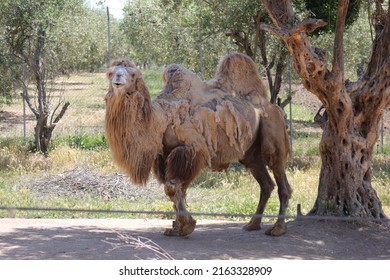 Camel Scientific Name Camelus Bactrianus Mammal Stock Photo 2163328909