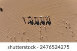 camel shadow in desert wadi rum 