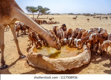 Camel And Sheep Drink Water In Sudan Desert