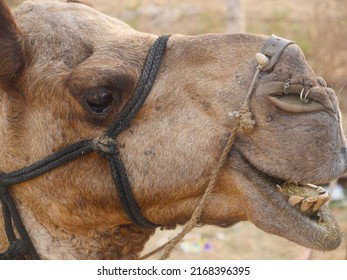 Camel Side Face Close Up Picture. Eyes Open, Mouth Open, Teeth Visible.