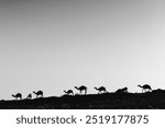 Camel silhouette in the Omani dsert, Oman