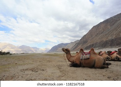 Camel Sit Down On Nubra Valley Stock Photo 1182167518 | Shutterstock