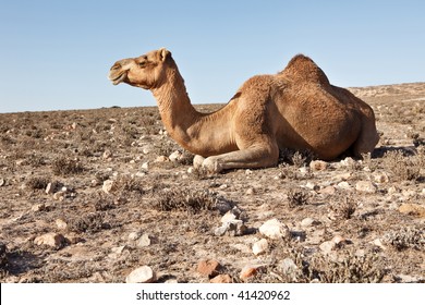 Camel Sitting In A Desert