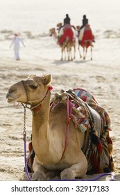 Saudi Arabia Camel High Res Stock Images Shutterstock